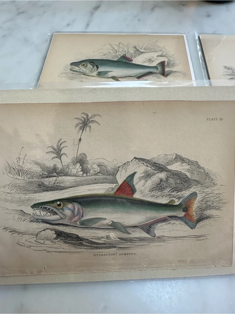1800s Jardine’s The Naturalist’s Library Chromolithographs Rate Fish